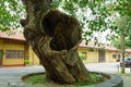 A huge hollow in an old tree in the city Royalty Free Stock Photo