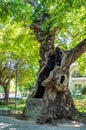 Huge hollow in the trunk of an old plane tree in the city of Edessa, Greece Royalty Free Stock Photo