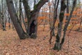 A huge hollow in trunk of an old tree Royalty Free Stock Photo