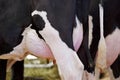 Huge Holstein cow udder Royalty Free Stock Photo