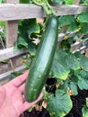 Home grown cucumber Royalty Free Stock Photo