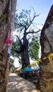 Huge Hopea Odorata in Thai temple Royalty Free Stock Photo