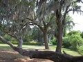 Huge horizontal tree branch and spanish moss