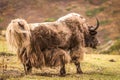 Huge horned Yak, Nepal Royalty Free Stock Photo