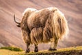 Huge horned Yak, Nepal Royalty Free Stock Photo