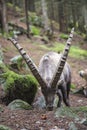 Huge horns of a male alpine ibex Royalty Free Stock Photo