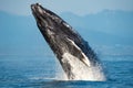 Huge humpback whale breaching on the surface of the Strait of Georgia, Vancouver Island, Canada Royalty Free Stock Photo