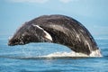 Huge humpback whale breaching on the surface of the Strait of Georgia, Vancouver Island, Canada Royalty Free Stock Photo