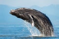 Huge humpback whale breaching on the surface of the Strait of Georgia, Vancouver Island, Canada Royalty Free Stock Photo