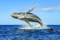 Huge humpback whale emerging from the deep sea waters of Cabo San Lucas in Baja California Sur, Mexico. Royalty Free Stock Photo