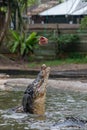 Huge hungry crocodile getting ready to jump for food during feeding show at the crocodile mini zoo and farm Royalty Free Stock Photo