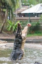 Huge hungry crocodile jumping to get food during feeding show at the crocodile mini zoo and farm Royalty Free Stock Photo