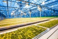 Huge hydroponic plantation system with green plants, powerful lamps and big area - greenhouse.