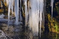 A huge icicle hanging from a rock with moss  which melts and drips into the water Royalty Free Stock Photo