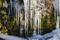 A huge icicle hanging from a rock with moss  which melts and drips into the water Royalty Free Stock Photo