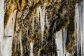 A huge icicle hanging from a rock with moss  which melts and drips into the water Royalty Free Stock Photo