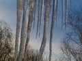 Huge icicles of ice hang from the roof against the blue sky and the treetops.