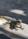 Huge Iguana gecko animal on the ground Contoy Island Mexico