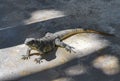 Huge Iguana gecko animal on the ground Contoy Island Mexico