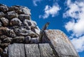 Huge Iguana gecko animal on rocks at the ancient Kukulcan temple