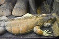 huge iguana resting in aquarium from baneasa