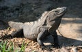 Huge Iguana sunbathing