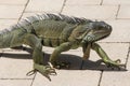 Huge Iguana walking in Florida Royalty Free Stock Photo