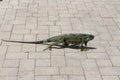 Iguana Royalty Free Stock Photo