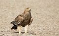 Huge Imperial Eagle from Gujarat, India Royalty Free Stock Photo