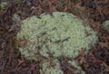 Cladonia subtenuis aka deer moss or lichen
