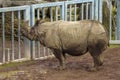 Huge Indian Rhino standing by a fence waiting for food delivery in a zoo enclosure. Wild animal preservation for future generation
