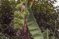 Huge inflorescence of banana palm with green bananas on the background of the rainforest