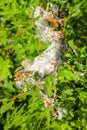 Huge insect nest made of silk thread and weave, Norway Royalty Free Stock Photo