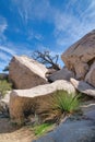 Huge jagged rocks and dead tree at Joshua Tree National Park in California Royalty Free Stock Photo
