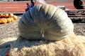 Huge Jarrahdale pumpkin at display in Pumpkin patch during Halloween, Cucurbita maxima