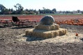 Huge Jarrahdale pumpkin at display in Pumpkin patch during Halloween, Cucurbita maxima