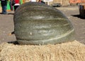 Huge Jarrahdale pumpkin at display in Pumpkin patch during Halloween, Cucurbita maxima