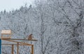 a huge jay bird flew into the yard in winter