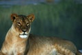 Huge Kalahari Lioness