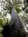 Kauri, Agathis australis