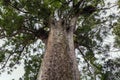 Huge Kauri Tree In New Zealand Forest