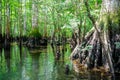 Huge knees protrude above the ground of bald cypress trees at Morrison Springs Park, Walton County, Florida, US, forested wetlands Royalty Free Stock Photo