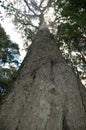 A huge Knysna Forest yellowwood tree Royalty Free Stock Photo