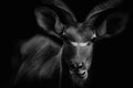 Huge Kudu Bull antelope. Royalty Free Stock Photo