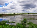 A HUGE LAKE,FLOATING WEEDS, CLOUDY SKY AND ITS REFLECTION OF CLOUDS,FARAWAY HORIZON LINE Royalty Free Stock Photo