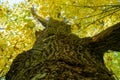 Huge large big old oak tree with yellow leaves in autumn park Close-up view bark Royalty Free Stock Photo