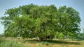 Huge and large green banyan tree with branch and leaf in a field. Kushinagar