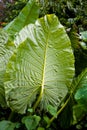 A huge leaf of an unusual exotic plant.