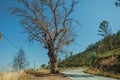 Huge leafless tree at the edge of deserted road on hilly landscape