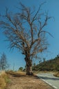 Huge leafless tree at the edge of deserted road on hilly landscape Royalty Free Stock Photo